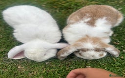 French Lop rabbits for sale: Two French lops bunny’s for sale  - Image 3
