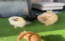 Pomeranian dogs for sale: Pomeranians - Image 6