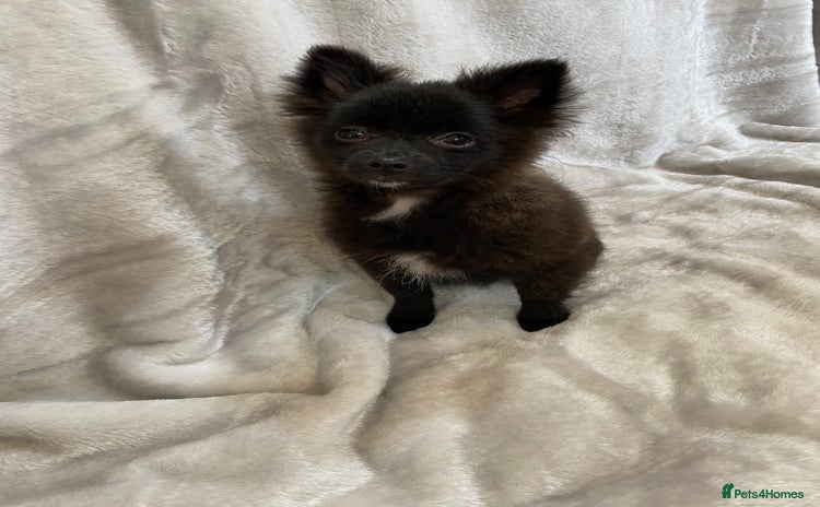 Pomeranian dogs - Advert 3