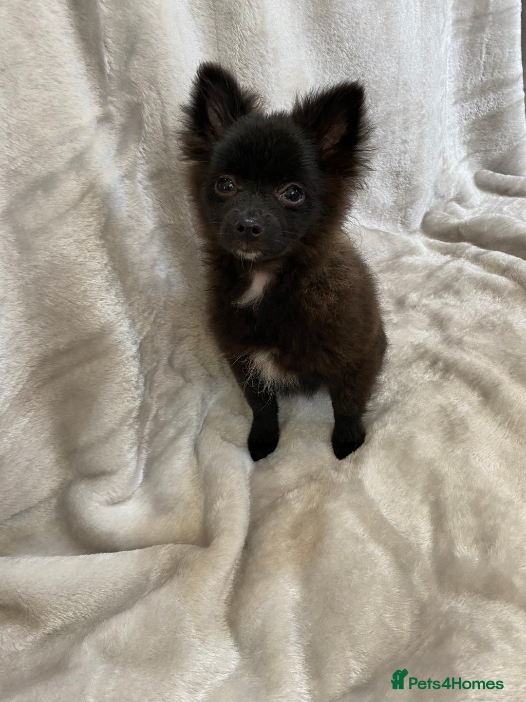 Pomeranian dogs for sale: 💕Beautiful Black Pomeranian Girl💕 - Image 1