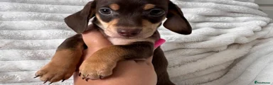 Miniature Dachshund 2