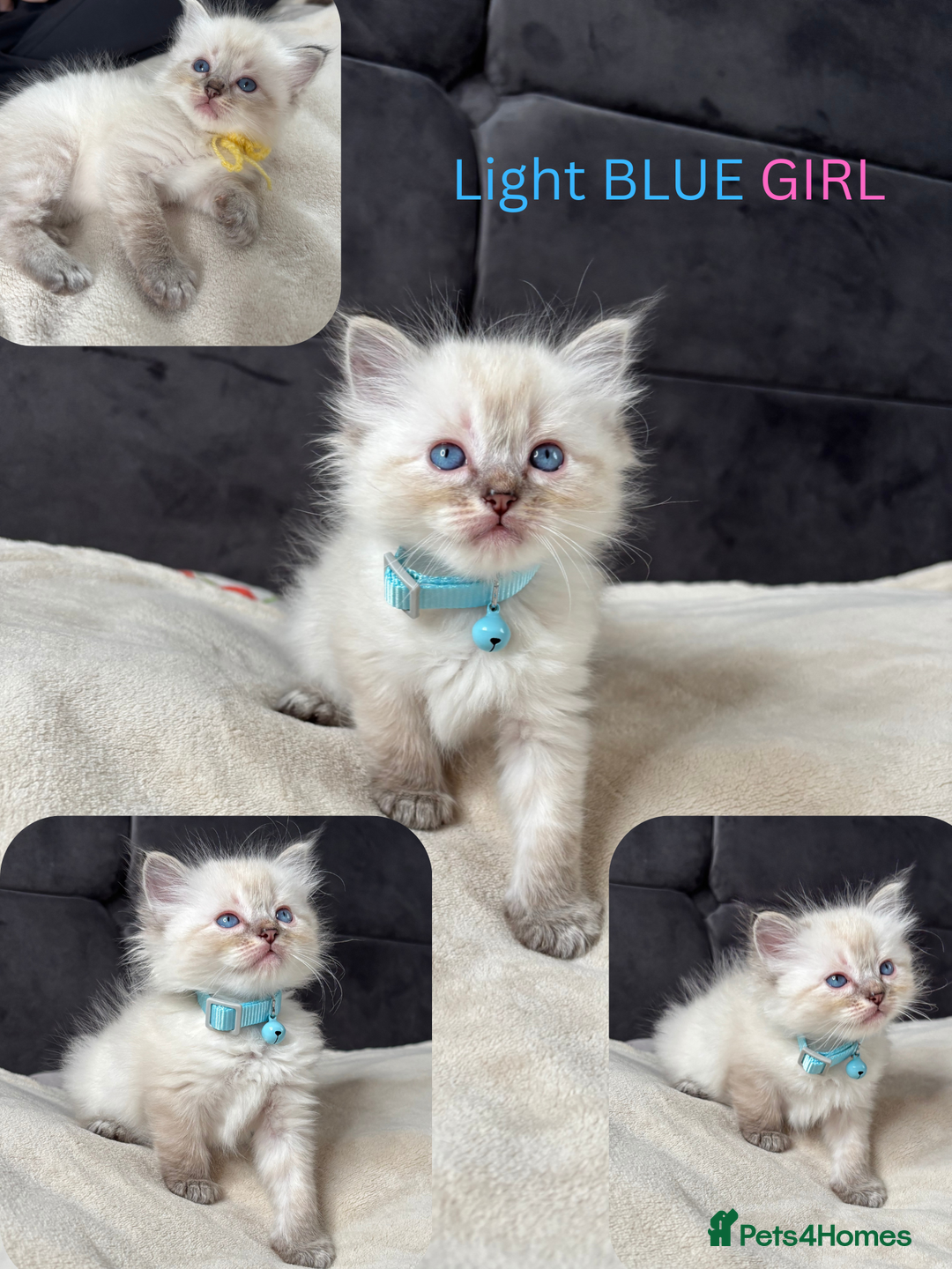 Ragdoll cats for sale: 6 beautiful PURE Ragdolls - Champion Bloodlines - Image 13