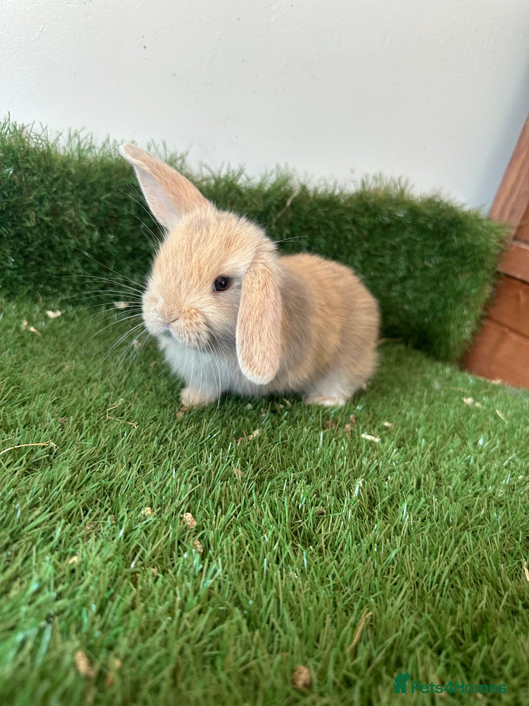 Mini Lop rabbits for sale: Mini lop babies  - Image 4