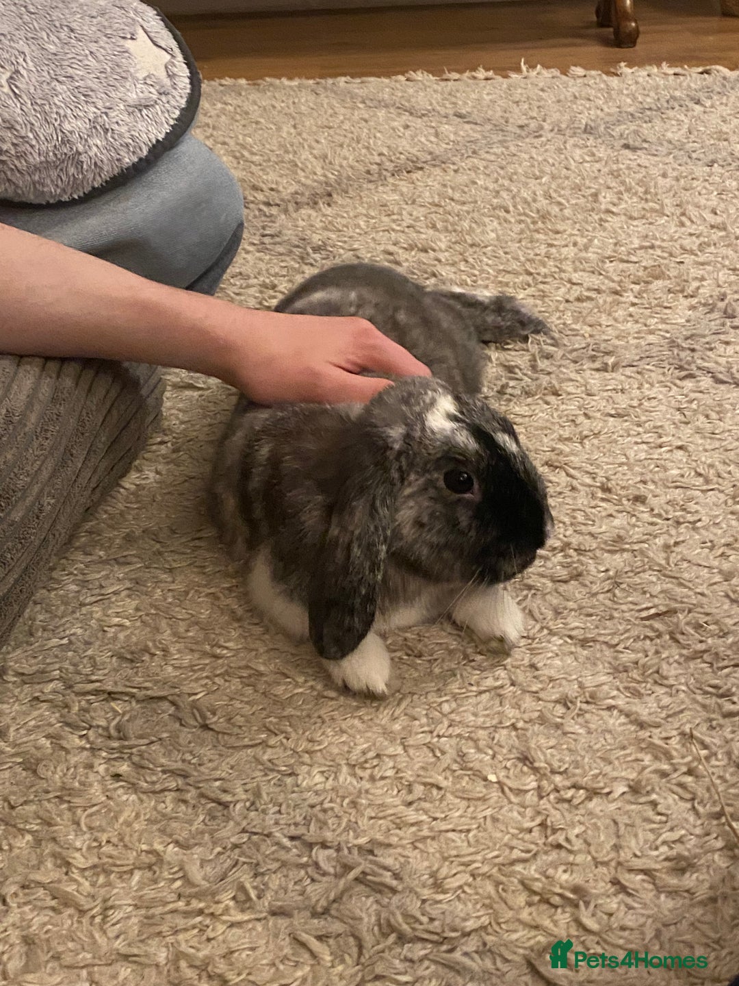 Mixed Breed rabbits for sale: Looking for a forever home! - Advert 4