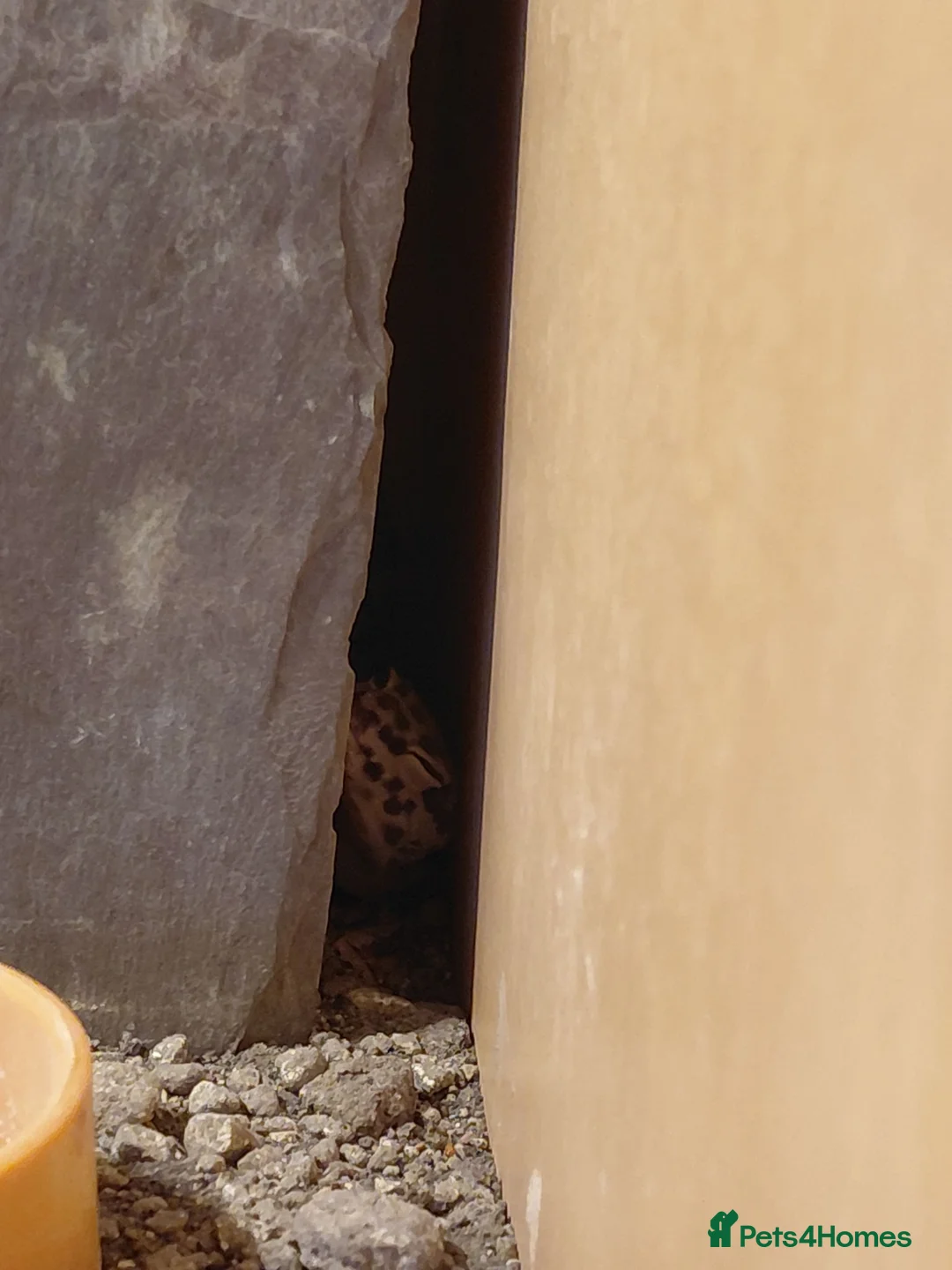 Leopard Gecko reptiles for sale: Leopard gecko and enclosure  in Norwich - Advert 2