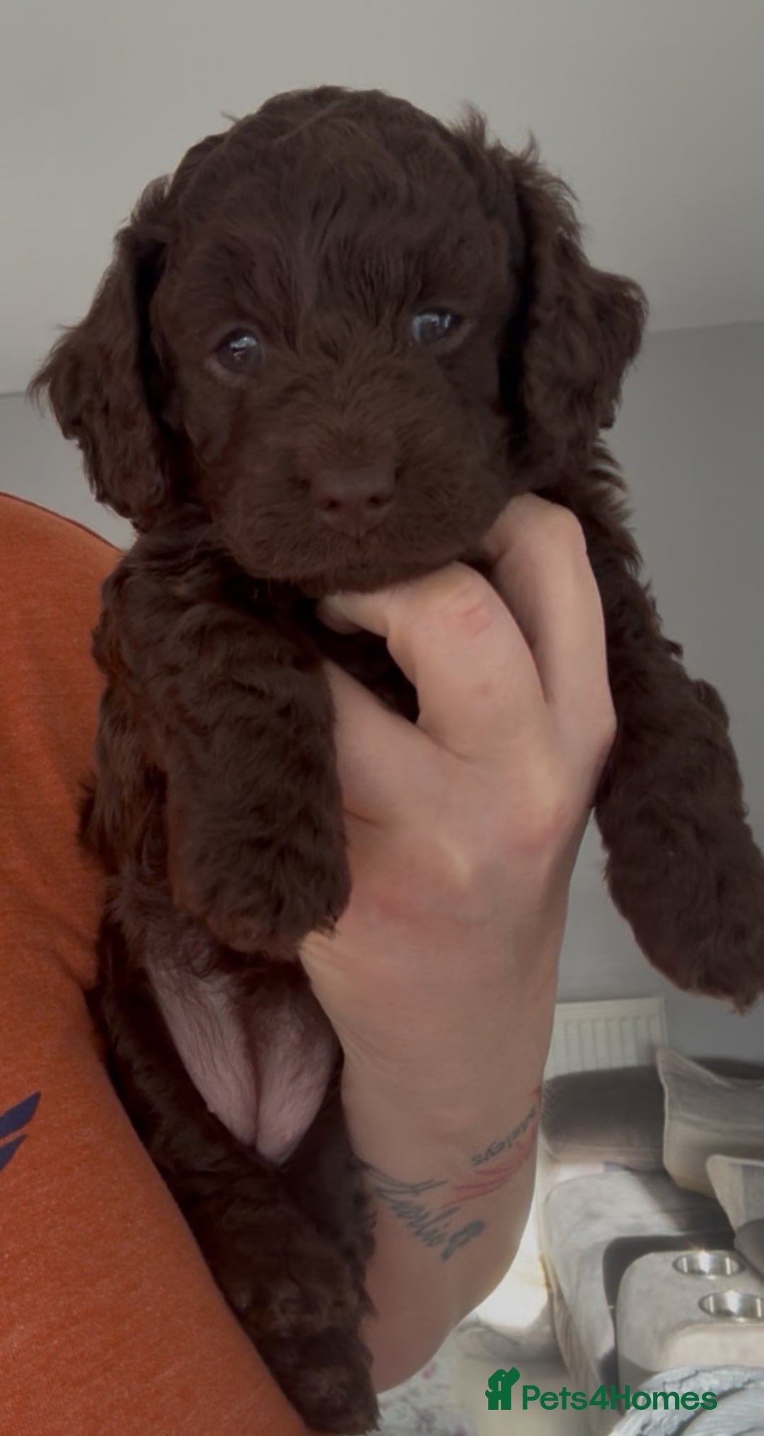 Mixed Breed dogs for sale: Poochon x Doxiepoo - Advert 2