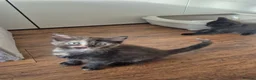 Mixed Breed cats for sale: 2 beautiful Kittens  - Advert 8