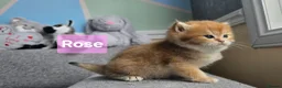 British Shorthair cats for sale: Pedigree golden British shorthair  - Advert 8