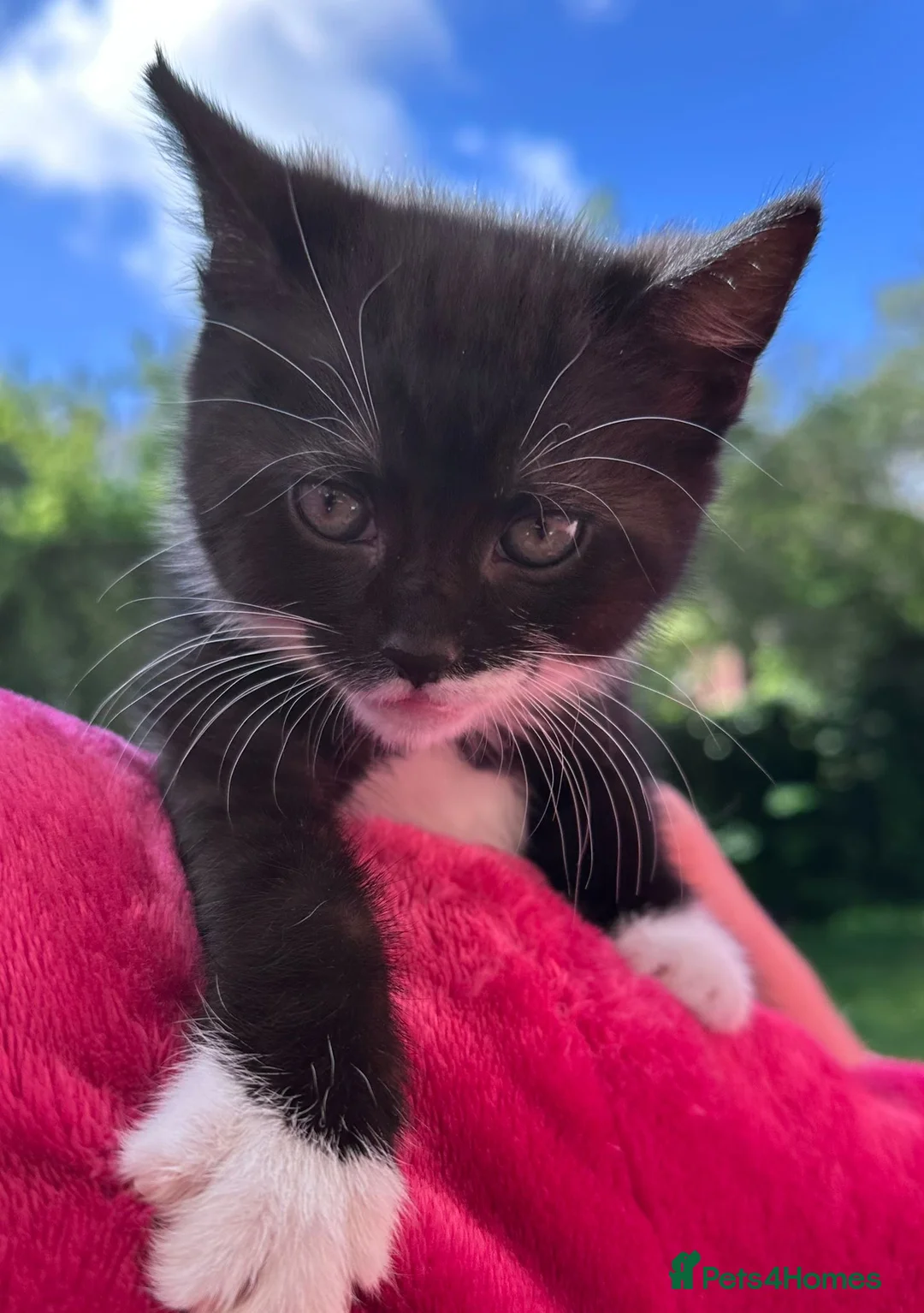 Domestic Shorthair cats for sale: Cats for sale or adoption  in Tipton - Advert 3