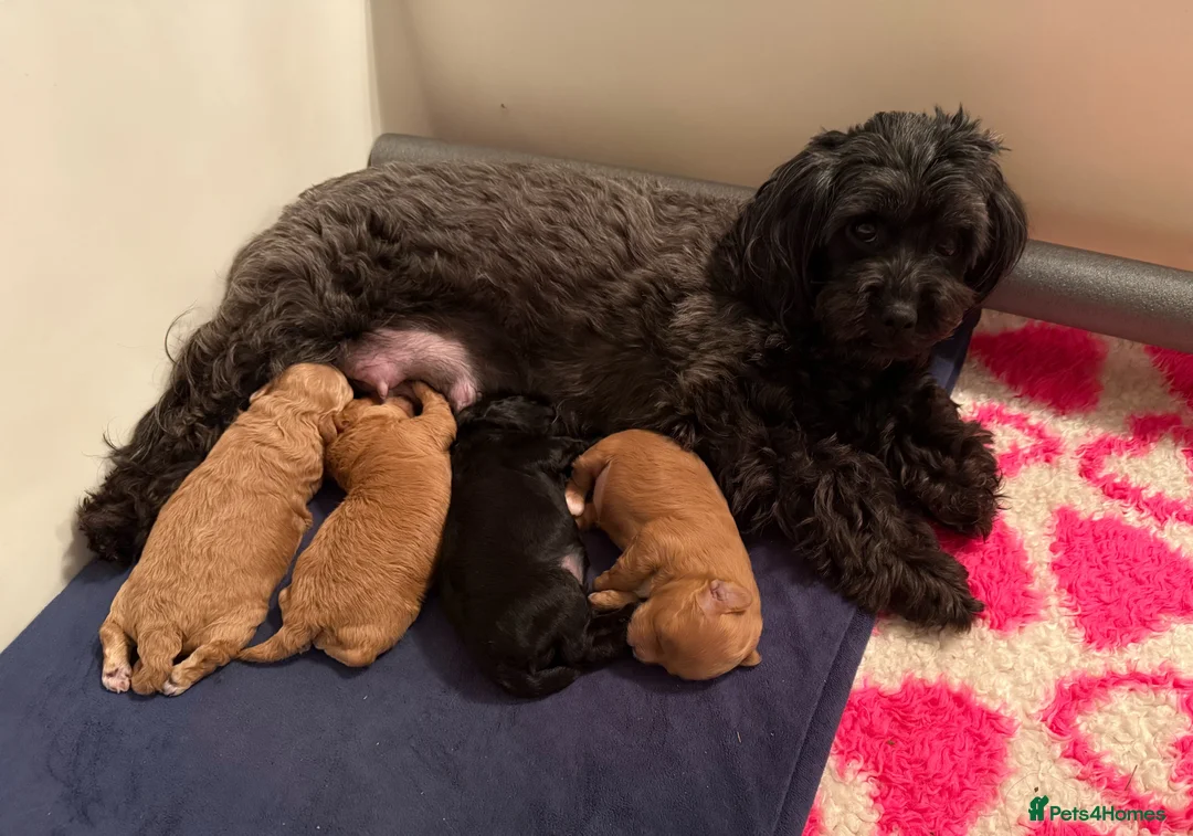 Lhasapoo dogs for sale: Lhasapoo pups (doodles) F1b  - Advert 24