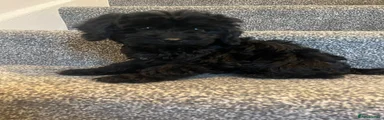 Cockapoo 1