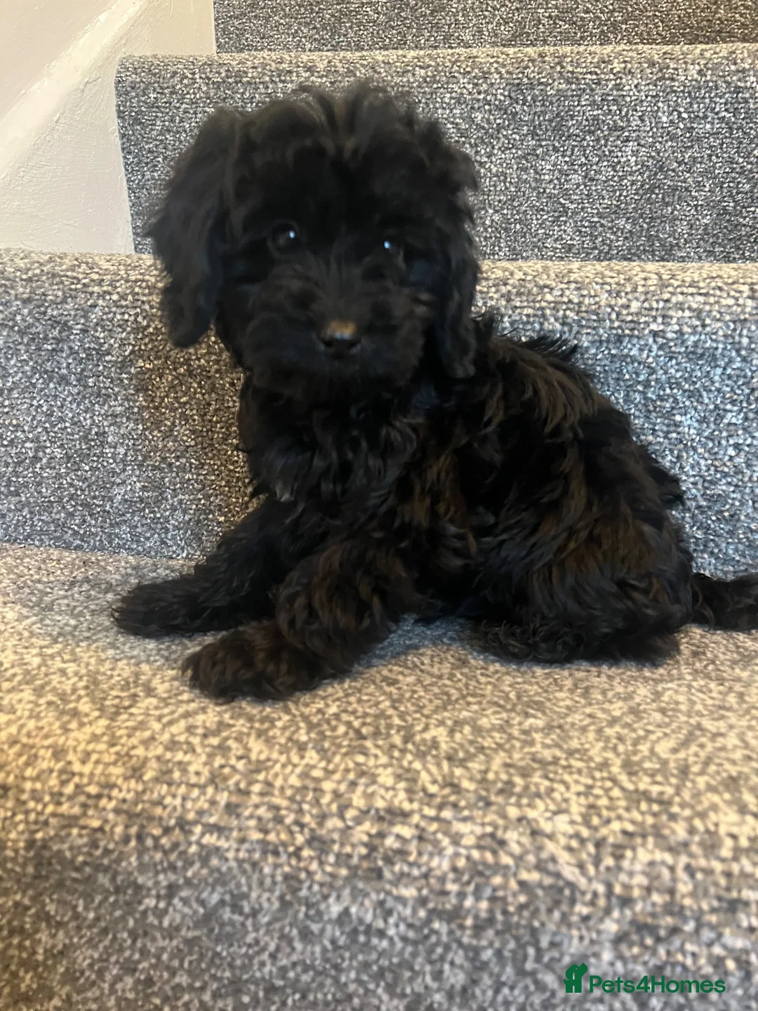 Cockapoo dogs for sale: Cockpoo - Advert 2