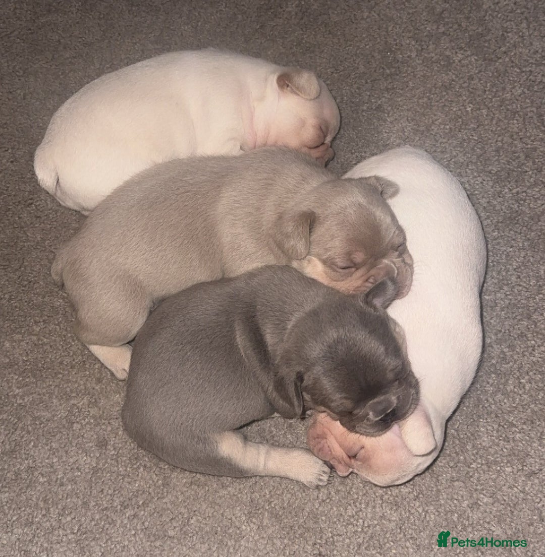 French Bulldog dogs for sale: KC registered French Bulldog puppies 4 WEEKs! - Image 9