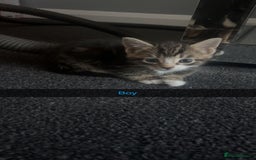 Mixed Breed cats for sale: Cuddly mixed breed kittens - Image 11