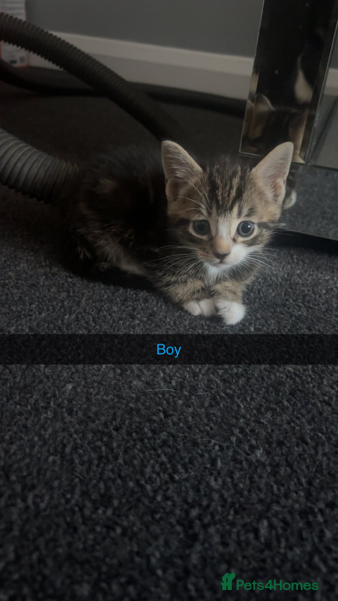 Mixed Breed cats for sale: Cuddly mixed breed kittens - Image 11
