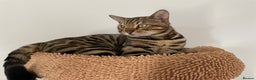 Bengal cats for stud: Handsome Bengal Boy Available for Stud in Nottingham - Advert 2