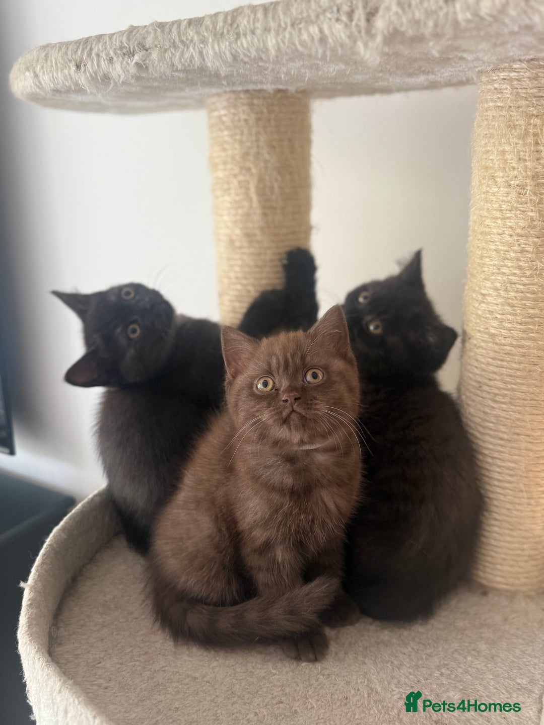 British Shorthair cats for sale: British rainbow shorthair kittens - Image 19