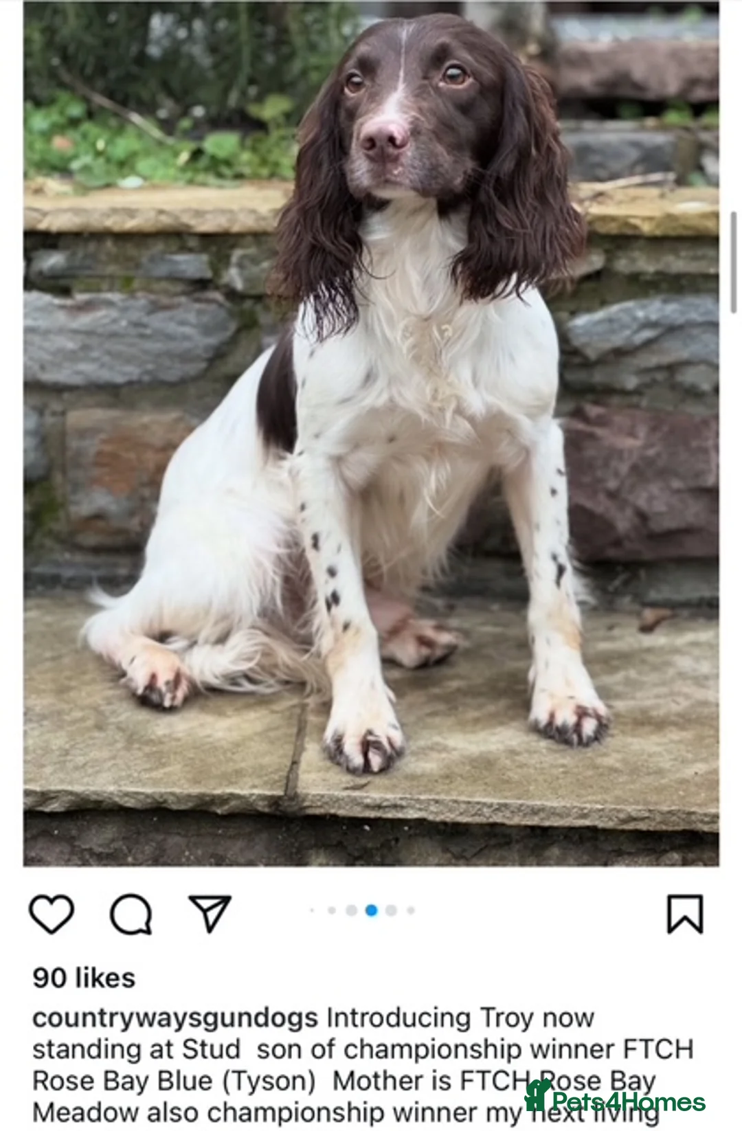 English Springer Spaniel dogs for sale: KC Registered Working Springer Spaniel Puppies  - Advert 5