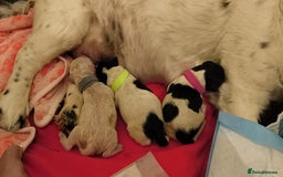 Mixed Breed dogs for sale: cocker spaniel x Bassett hound x Shichon pups) - Image 4