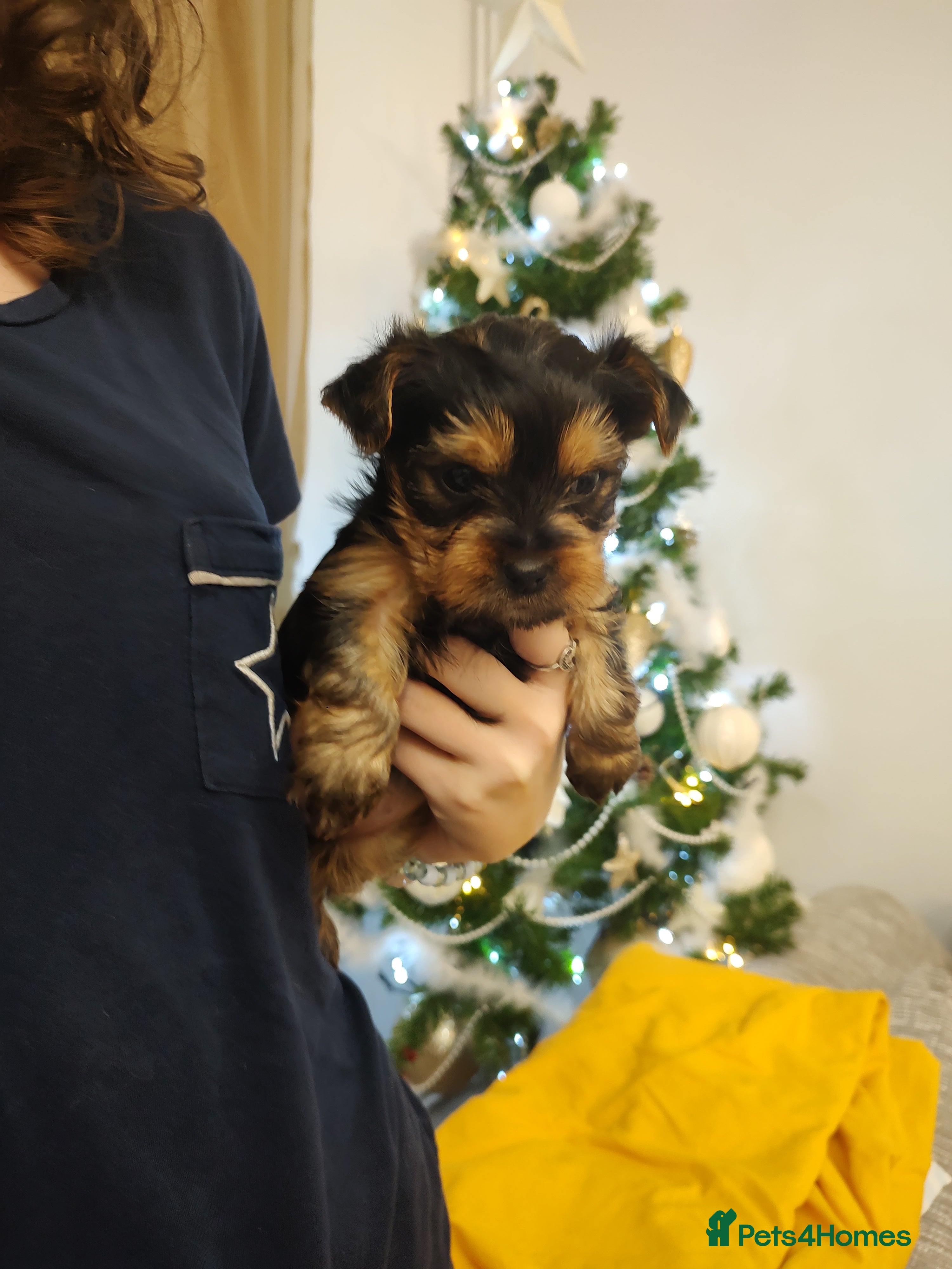 Yorkshire Terrier dogs Adorable Mini Yorkshire Terrier Puppies - Advert 7