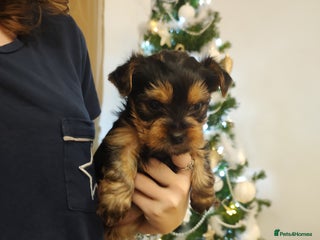 Yorkshire Terrier dogs Adorable Mini Yorkshire Terrier Puppies - Advert 7