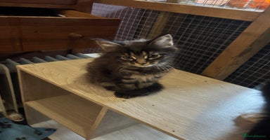 Maine Coon cats - Advert 3