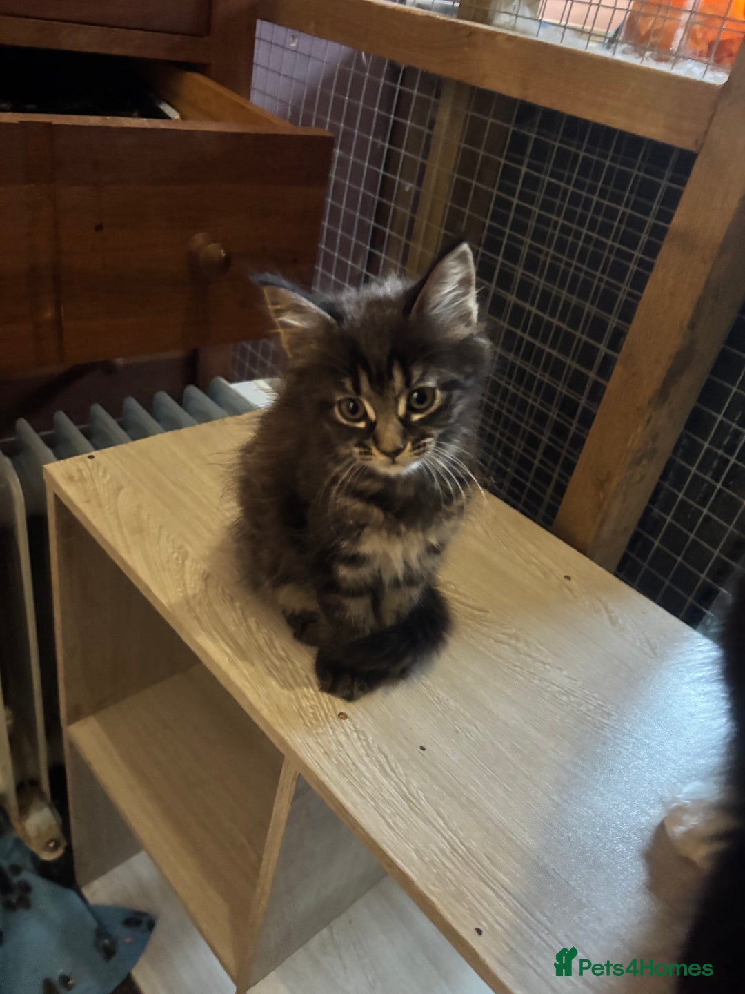 Maine Coon cats for sale: Last little girl Maine Coon left - Image 3
