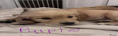 purple girl
