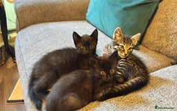 Mixed Breed cats for sale: Stunning kittens (3) - Image 18