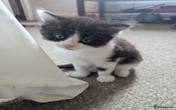 Mixed Breed cats for sale: Beautiful boy kittens - Image 6