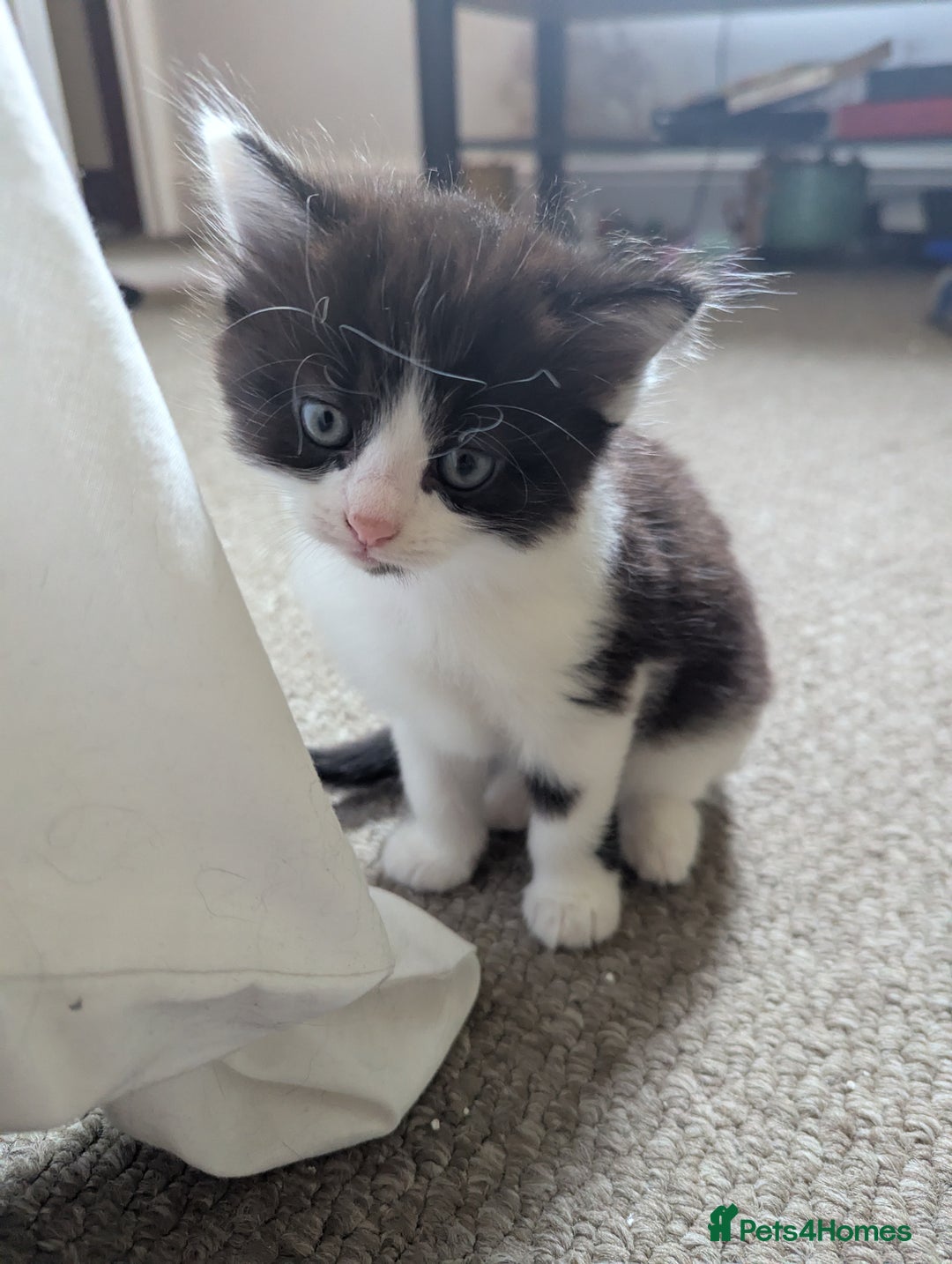 Mixed Breed cats for sale: Beautiful boy kittens - Image 6