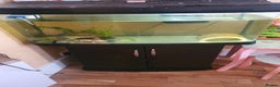 Axolotl reptiles for sale: Axolotl and tank - Advert 1