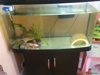 Axolotl reptiles Axolotl and tank - Advert 1