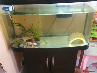 Axolotl reptiles Axolotl and tank - Advert 9