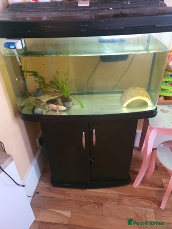 Axolotl reptiles Axolotl and tank - Advert 1