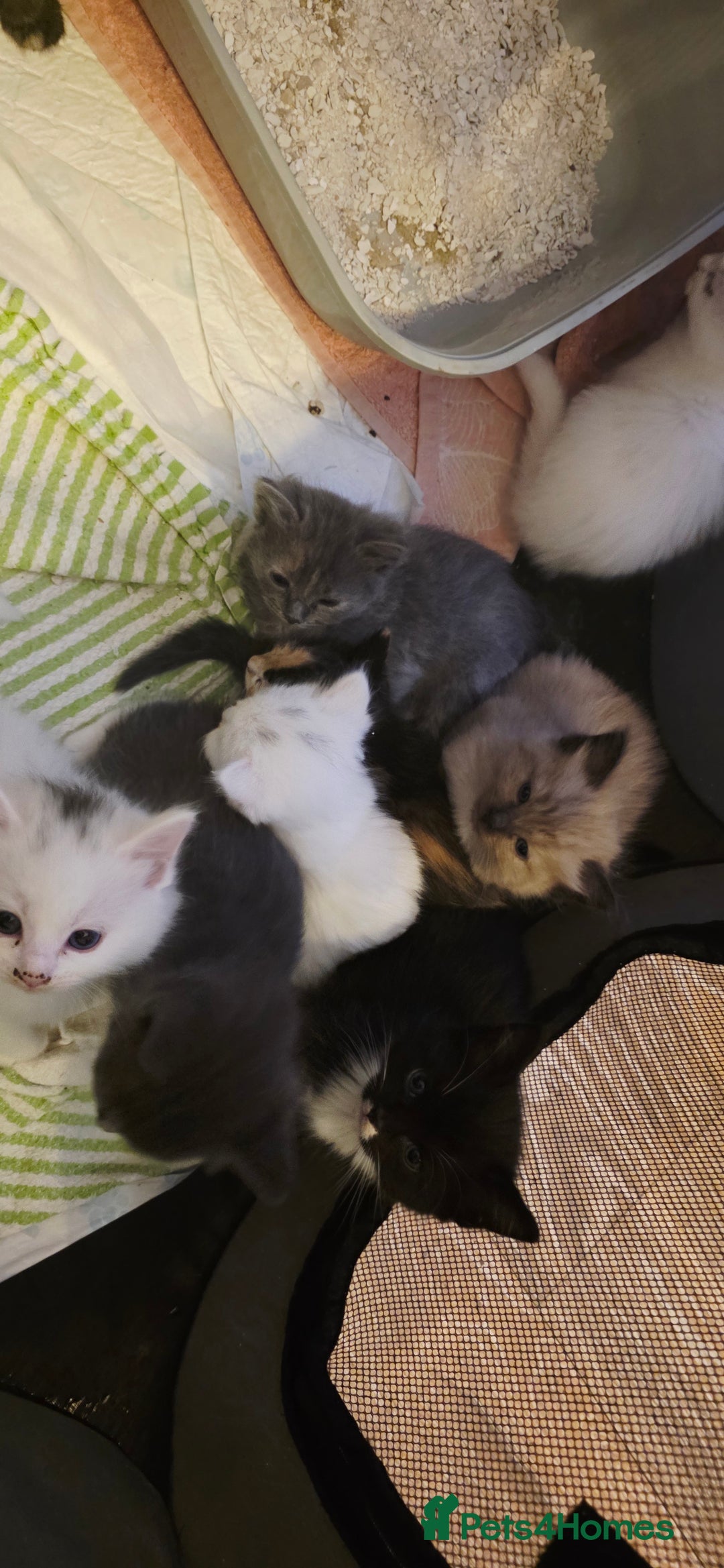 Ragdoll cats for sale: Ragdoll mum kittens - Image 9
