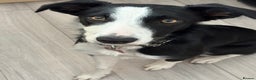 Border Collie dogs for sale: Border collie’s - Advert 5
