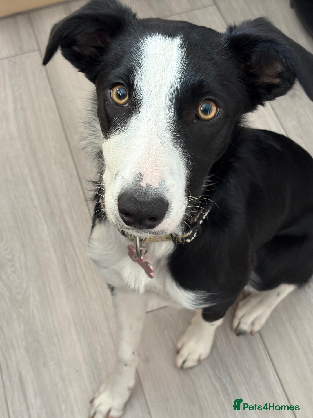 Border Collie dogs for sale: Border collie’s - Advert 5