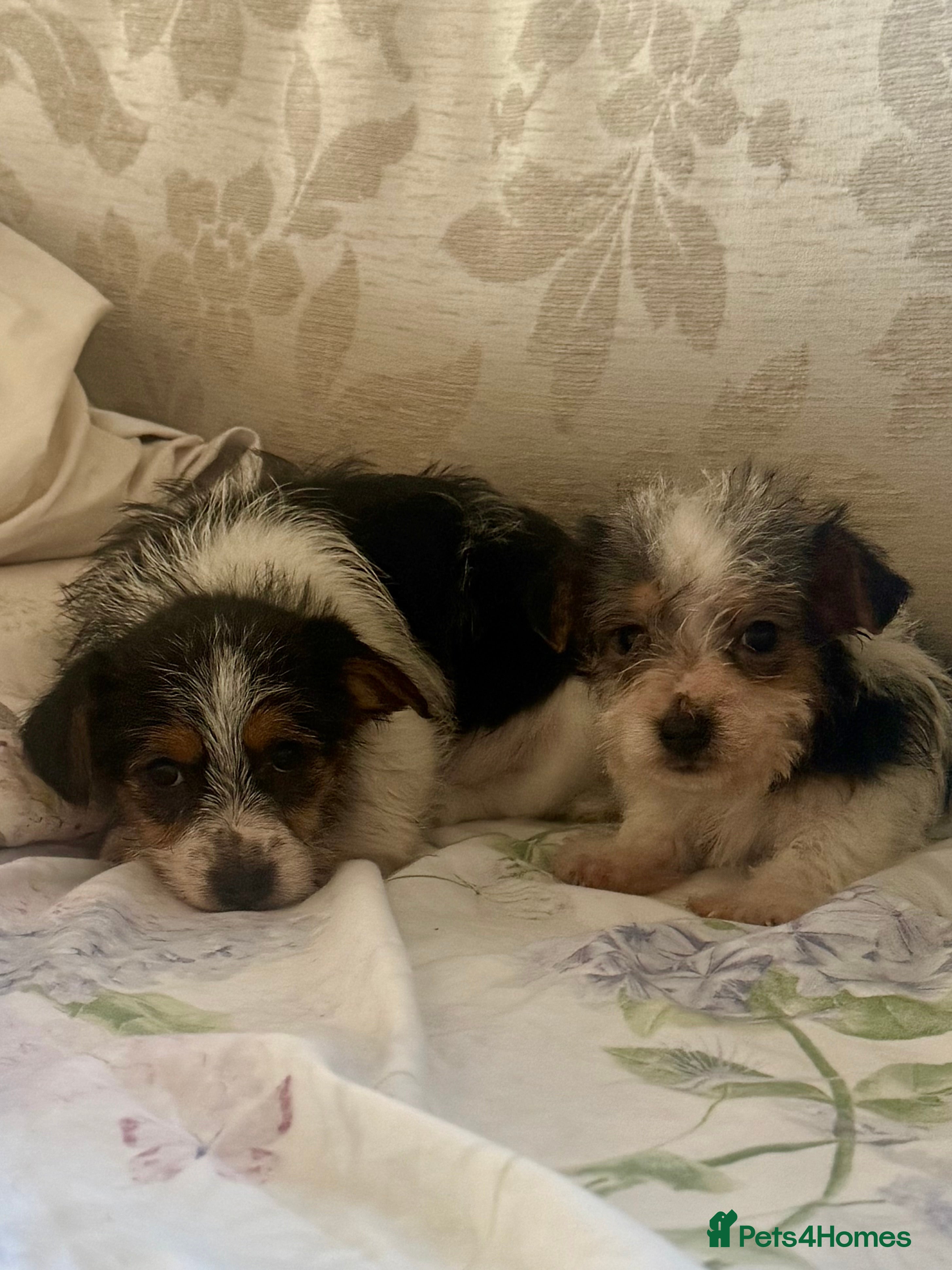 Jack Russell dogs 2 rough coat miniature jack russels - Advert 3