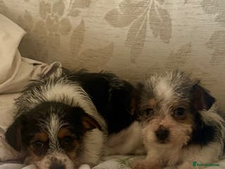 Jack Russell dogs 2 rough coat miniature jack russels - Advert 4