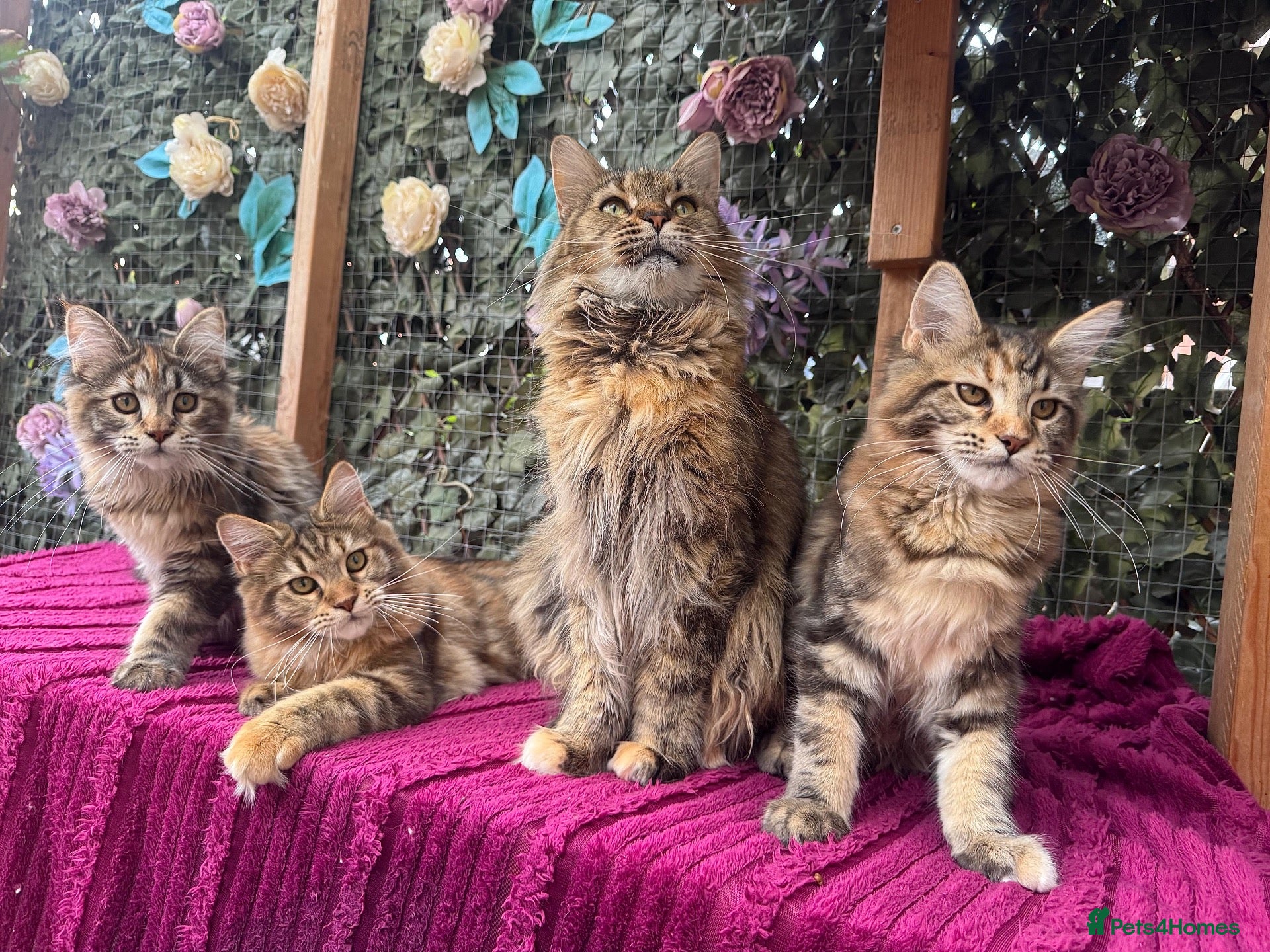 Maine Coon cats TICA Pedigree Registered Maine Coon Kittens - Advert 1