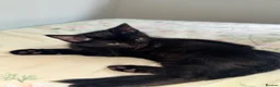 Aegean cats for sale: Adorable black kitten - Advert 4