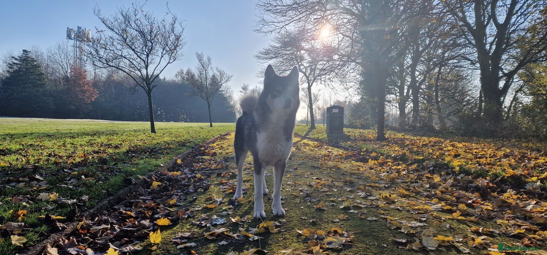 Huskita dogs for stud: Handsome Booboo in Stockport - Image 26