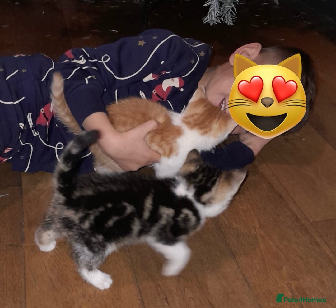 Mixed Breed cats for sale: 4 Adorable kittens for sale.  Ready now.  - Advert 15