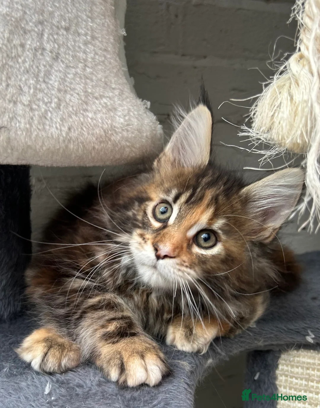 Maine Coon cats for sale: TICA reg Pedigree Maine Coon Kittens  - Advert 21