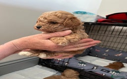 Poochon dogs for sale: 1 female 1 male Poochon puppy.  - Image 7