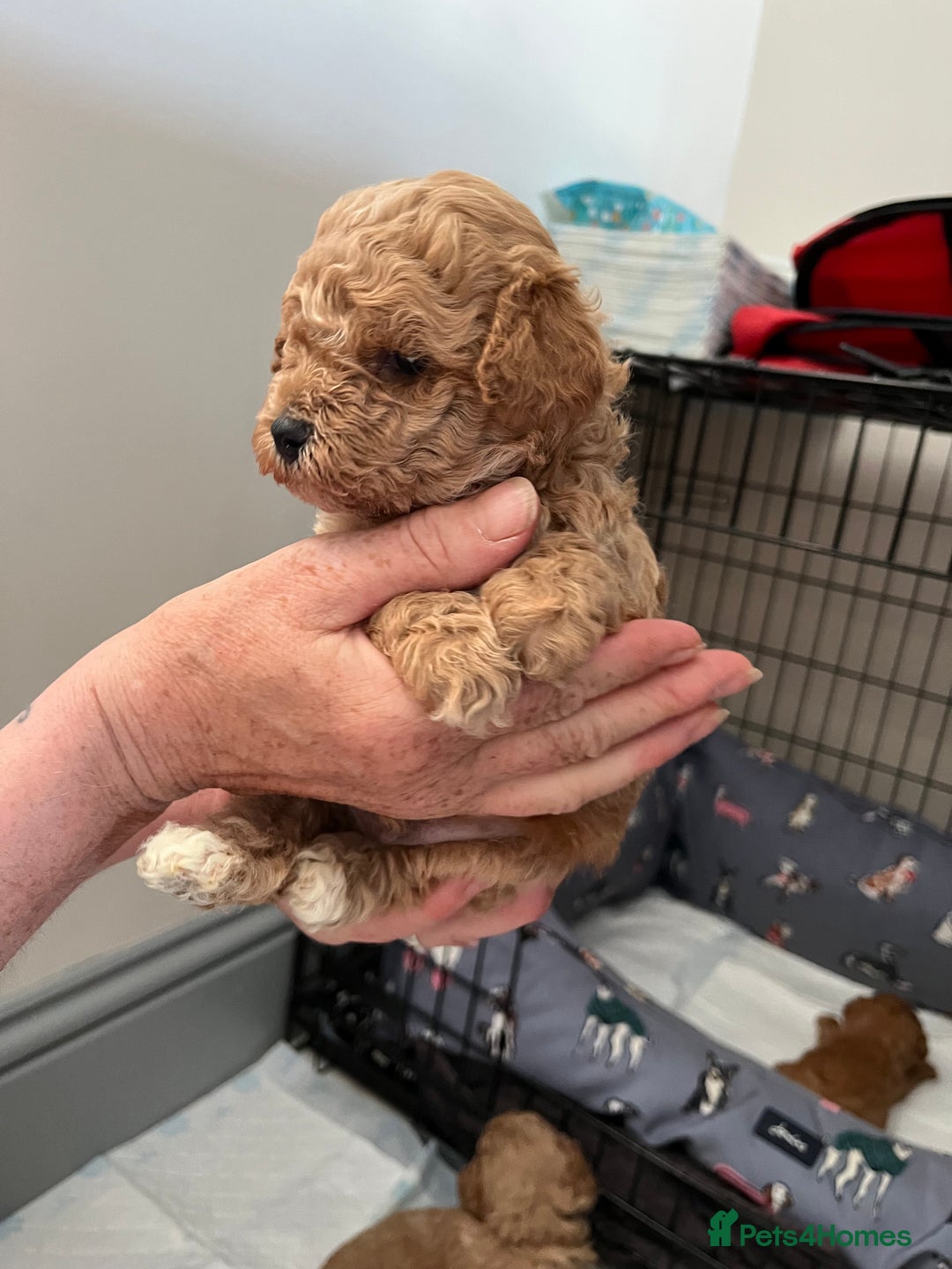 Poochon dogs for sale: 1 female 1 male Poochon puppy.  - Image 7