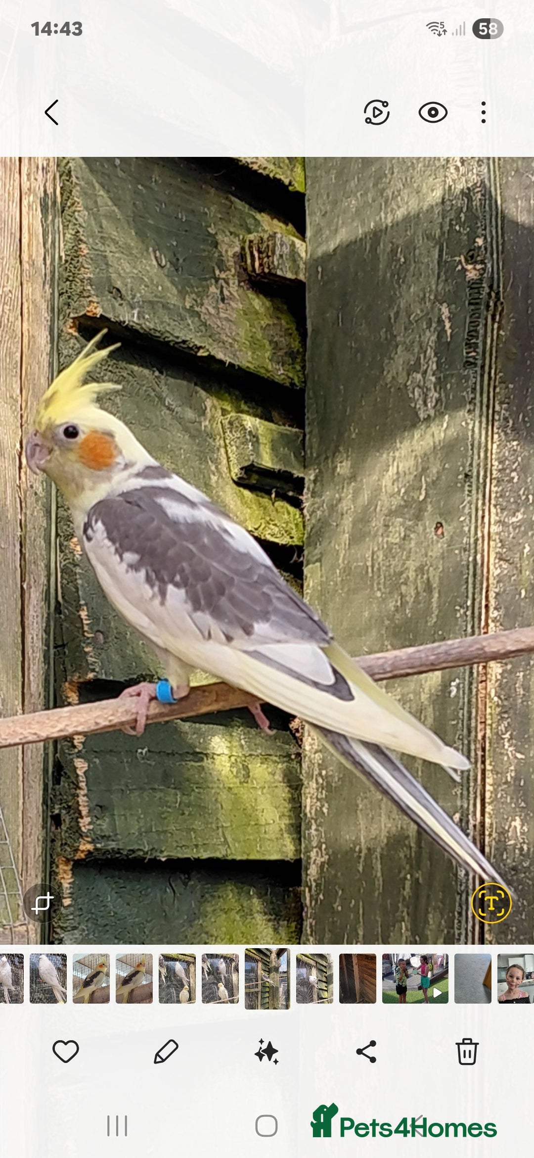 Cockatiels birds for sale: Young cockatiels for sale  - Image 3