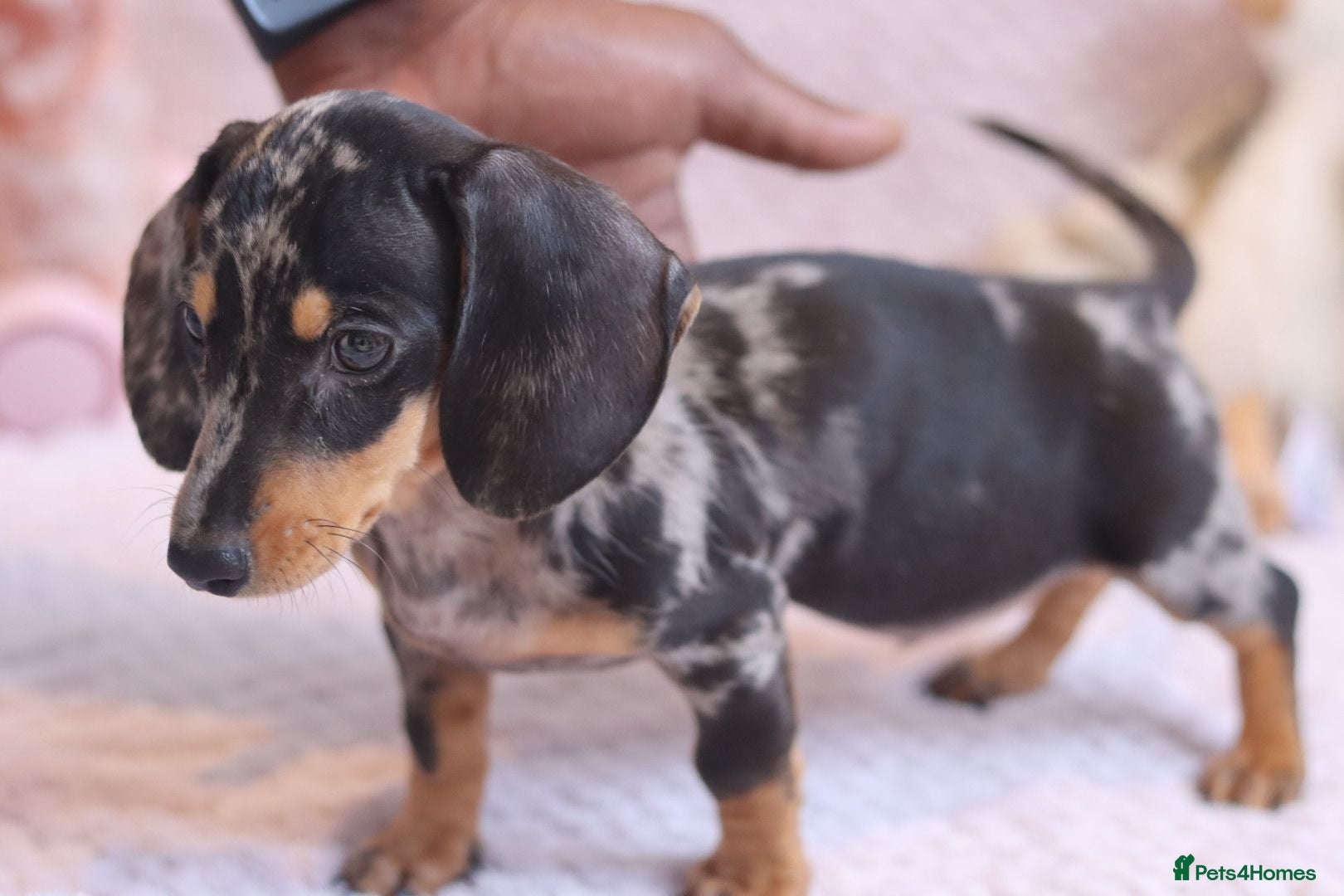 Miniature Dachshund dogs Miniature Dachshund Puppies - Advert 1