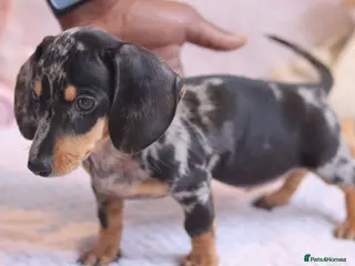 Miniature Dachshund dogs Miniature Dachshund Puppies - Advert 1